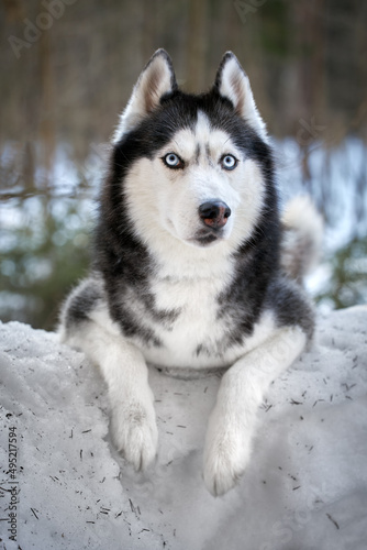 Haski dog sits and looks around. High quality photo © Konstantin