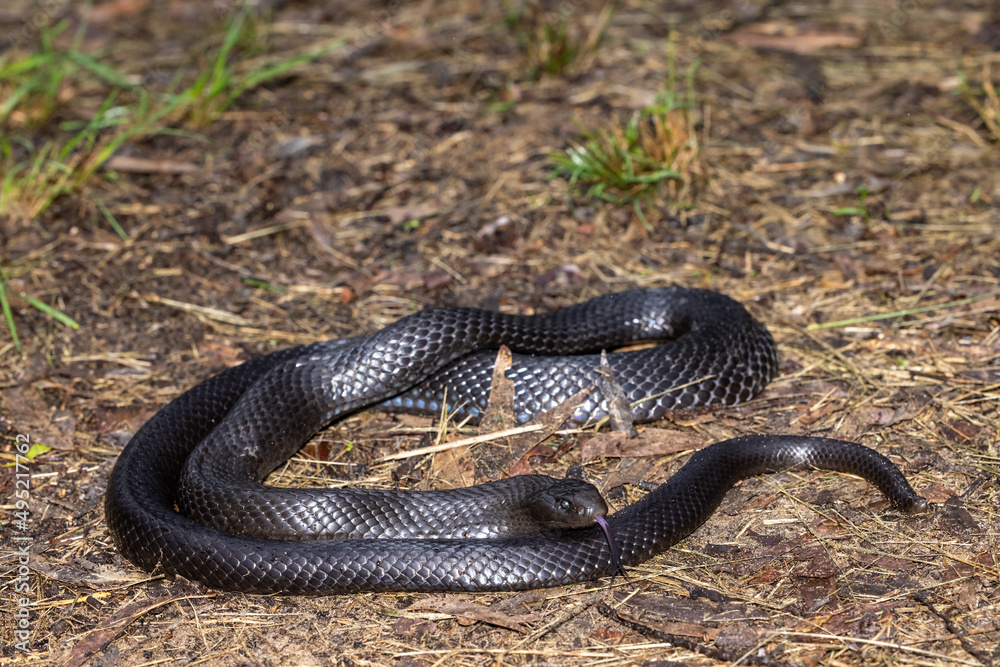 Obraz premium Australian Blue-bellied Black Snake flickering it's tongue