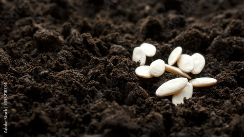 Photo Cucumber seeds close-up on dark soil, background, copy space