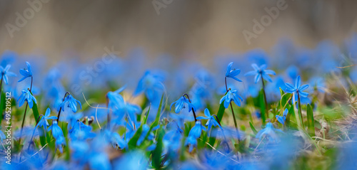 closeup blue snowdrop flowers in forest, beautiful spring natural background