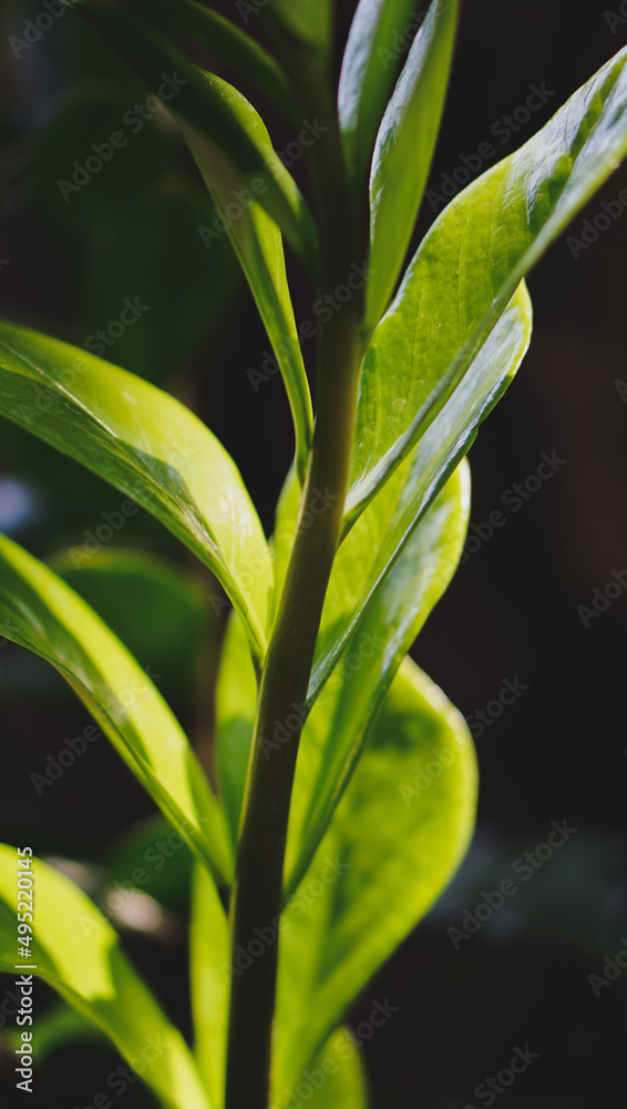 green succulent plants on potting basalt soil with gardening natural background green succulent plants on potting basalt soil with gardening natural background