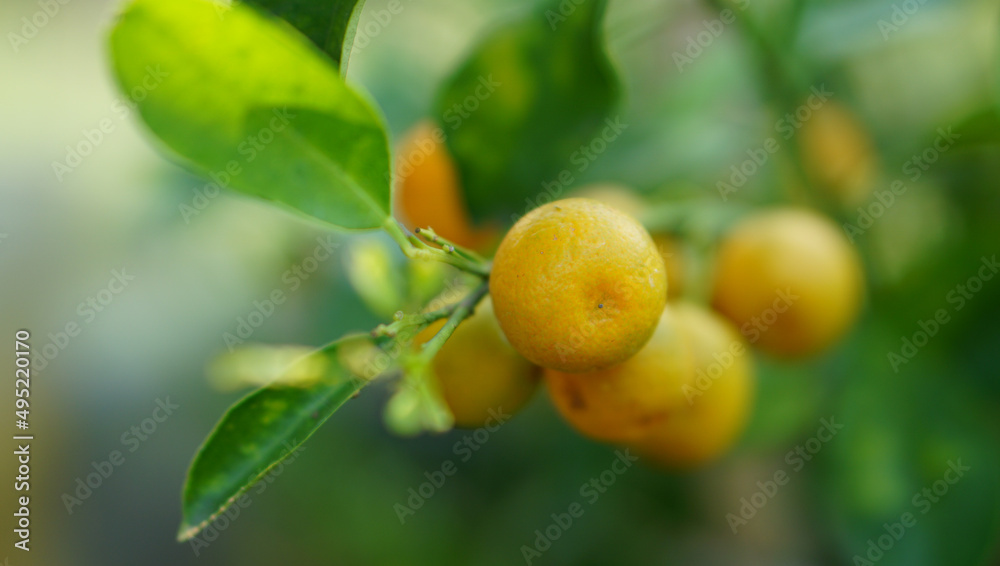 orange fruit farm environment close up with blur background