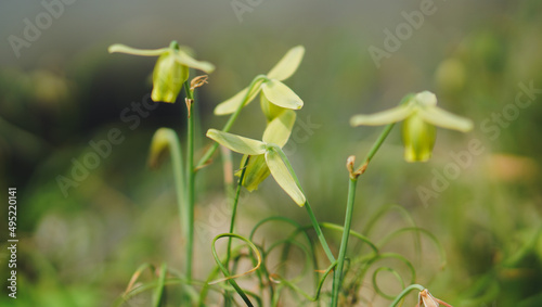 Yellow flower blooming of arid flower closeup with gardening background. succulent flower close up