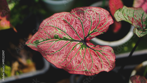 Thai caladium leaf with colorful color and beautiful patterns adorn the garden.