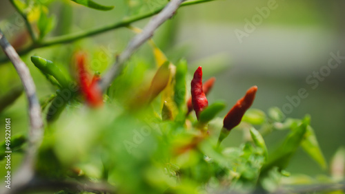 red spicy fruit or red chili in the garden of asia vegetable on gardening
