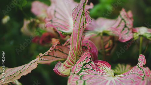 Thai caladium leaf with colorful color and beautiful patterns adorn the garden.