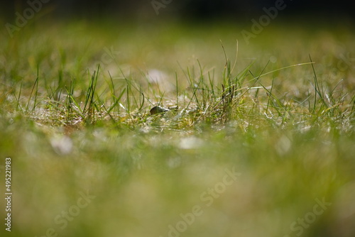 grüne Grashalme umfasst von einem weichen Bokeh im Sonnenlicht des Frühlings © René Bittner