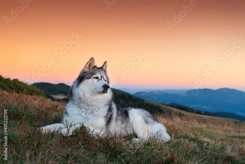 Siberian husky is outside at sunset with mountains on background