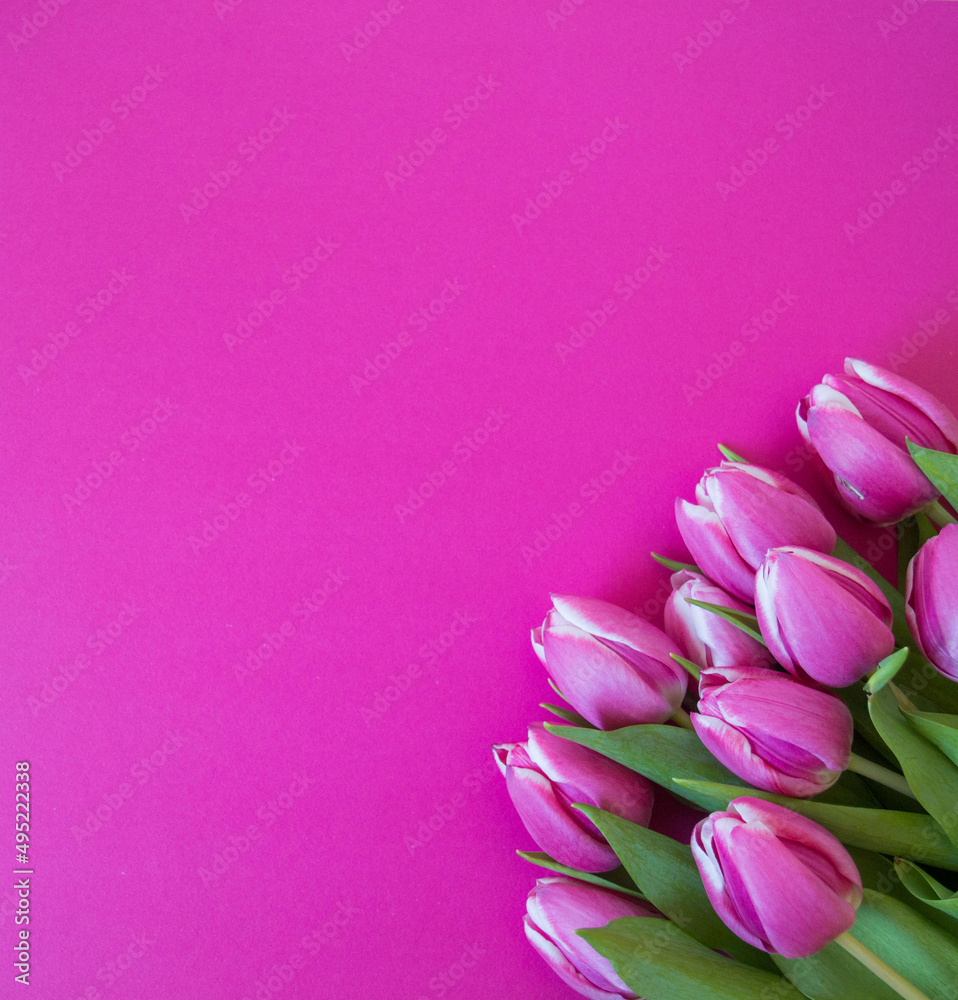 tulips on pink ground with space for text tulips on pink ground with space for text