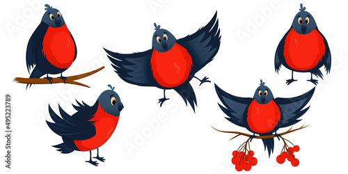 Red bullfinch set cartoon bird isolated. Rowan berries and tree branches with birds. Bright winter bullfinches in flight and sitting. Winter bird character. Cartoon vector illustration.