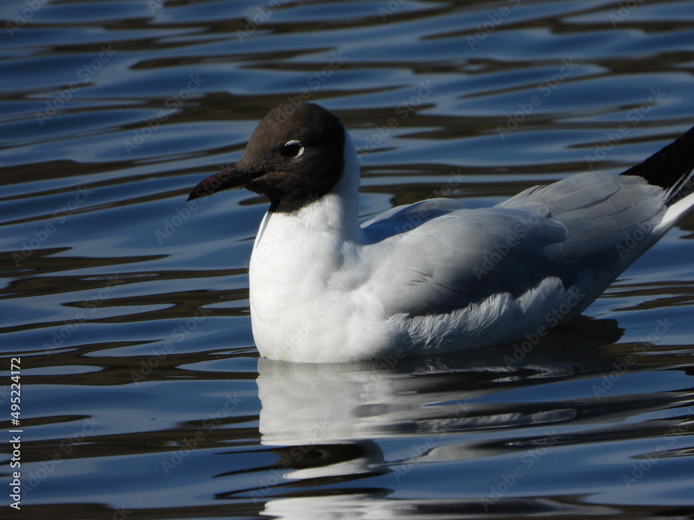 The black-headed gull (Chroicocephalus ridibundus) is a small gull that breeds in much of the Palearctic including Europe and also in coastal eastern Canada.