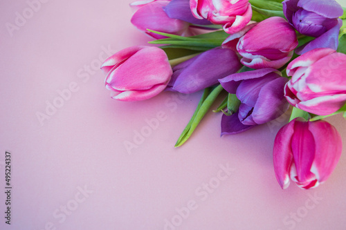 pink and violet tulips on soft pink ground with space for text