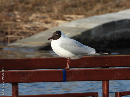 The black-headed gull (Chroicocephalus ridibundus) is a small gull that breeds in much of the Palearctic including Europe and also in coastal eastern Canada.