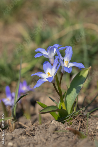 Fotografija Blooming Lucile's glory-of-the-snow flower (Chionodoxa luciliae).