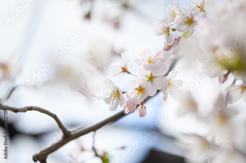 Cherry blossom