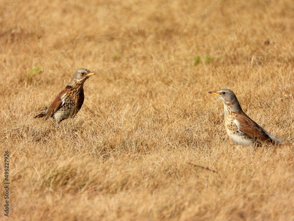 Fototapeta premium The fieldfare (Turdus pilaris) is a member of the thrush family Turdidae. It breeds in woodland and scrub in northern Europe and across the Palearctic. Pale spring grass.