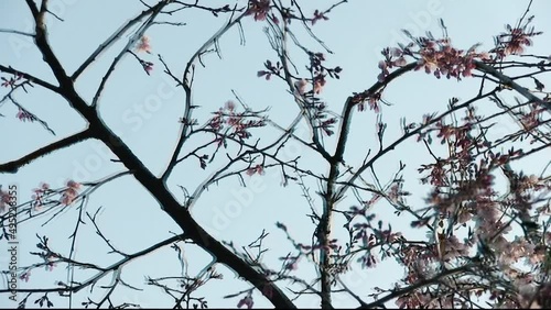 建長寺　枝垂れ桜　旋回するパンショット photo