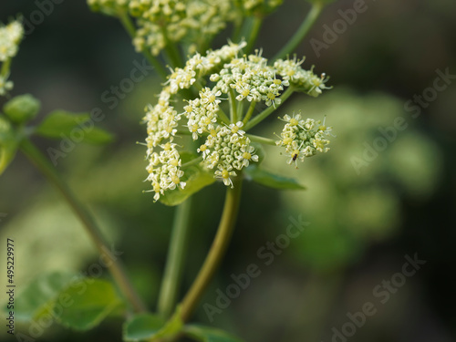 Cuadro en lienzo Norwegian angelica, Angelica archangelica, biennial plant from the family Apiace