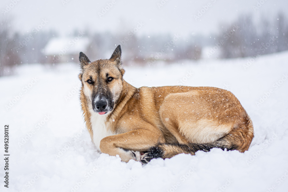 a red-haired dog lies in the snow in the middle of the forest and snow with his back to the photographer. Frozen dog in the snow