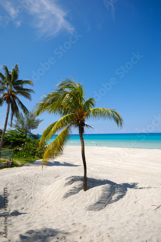 Fototapeta Naklejka Na Ścianę i Meble -  Palms on beach Varadero Cuba