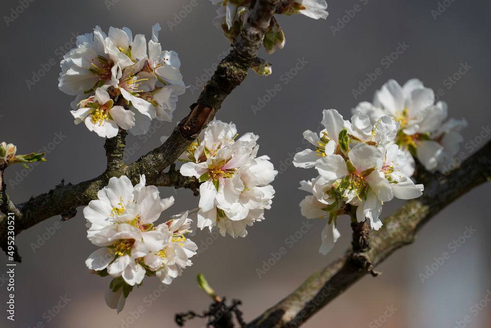 Obraz premium Marillenblüten