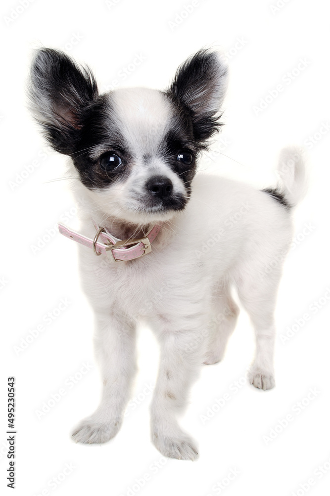 Chihuahua dog on a clean white background