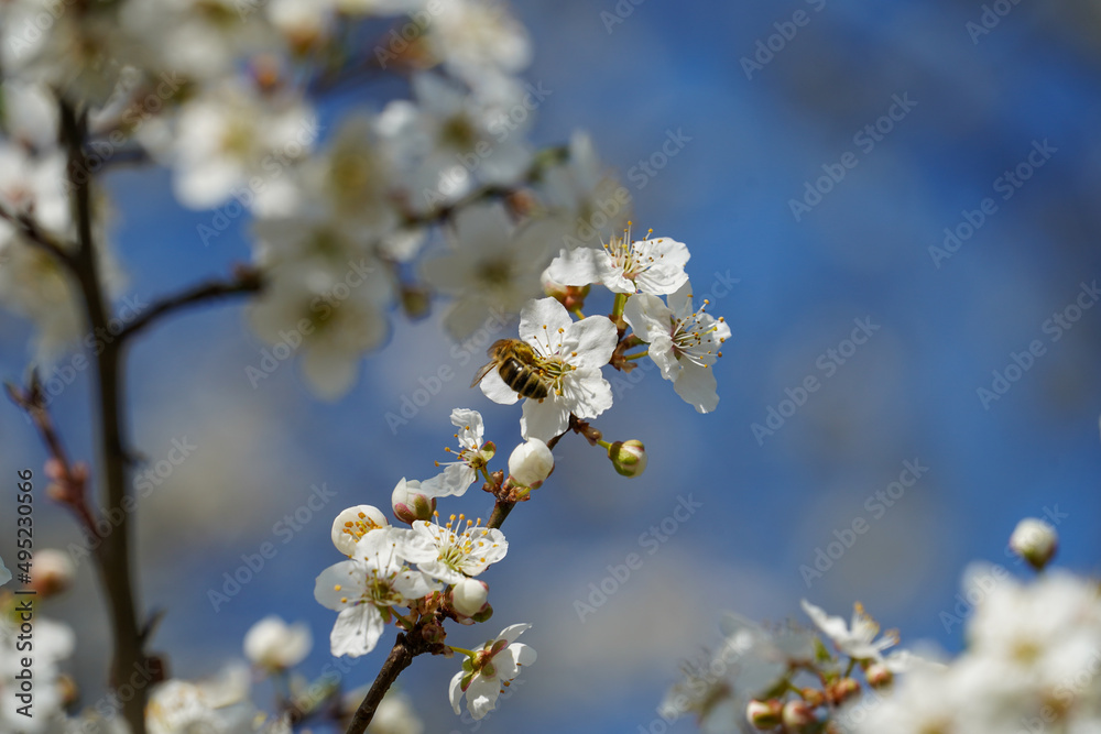 Marillenblüten Marillenblüten