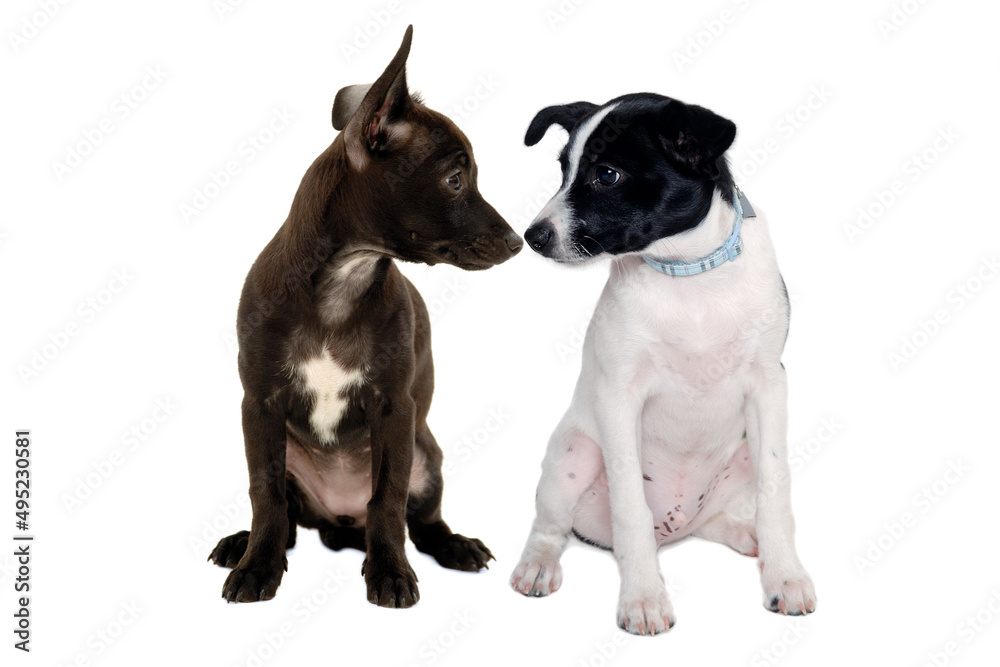 Happy Rat terrier puppy dog and chihuahua dog sitting on a white background