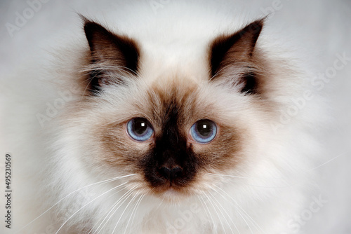 Face of a sad Holy Birman cat