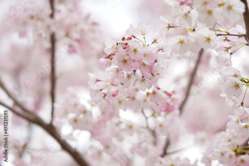 ソフトフォーカスな桜