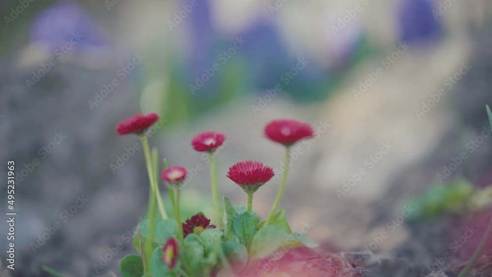 Parterre de fleurs rouge