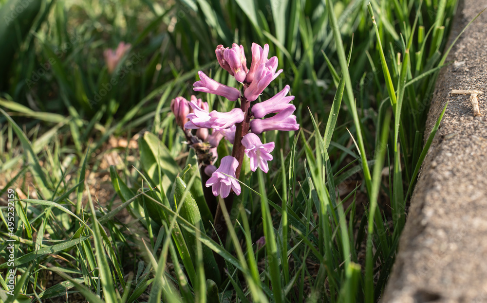 the bell shaped flowers of a hyacinth the bell shaped flowers of a hyacinth