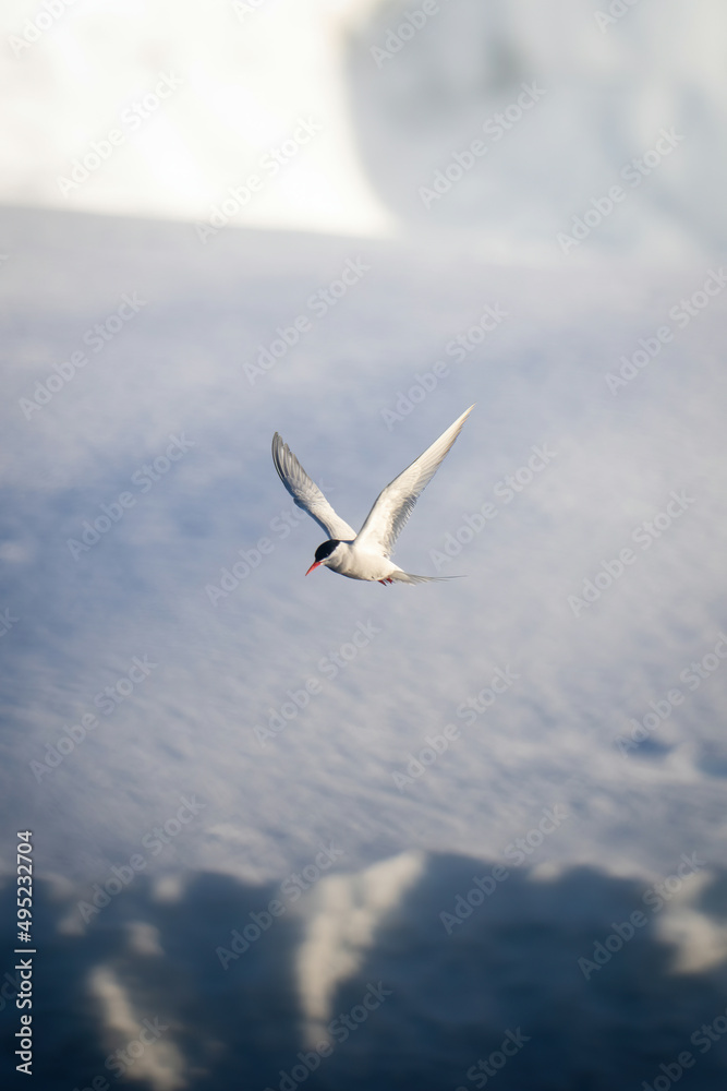 Obraz premium Antarctic tern flies past bank of snow