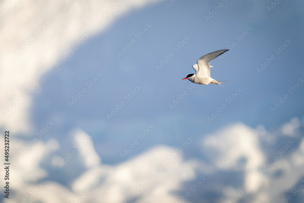 Antarctic tern flies past pile of snow Antarctic tern flies past pile of snow