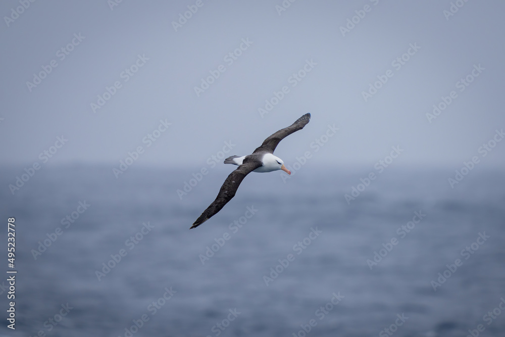 Black-browed albatross flies with wings spread diagonally
