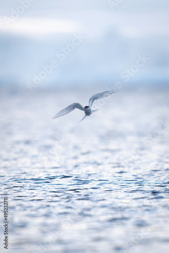 Antarctic tern flies over sea towards camera