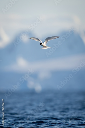 Antarctic tern flying with hills in background