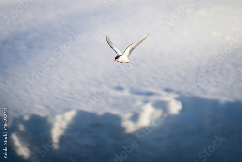 Antarctic tern flying over bank of snow