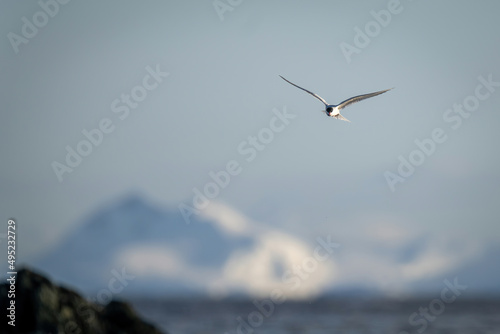 Antarctic tern glides over ocean near rocks