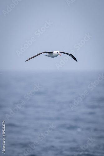 Black-browed albatross glides over calm blue sea