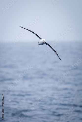 Canvas Print Black-browed albatross glides towards camera over ocean