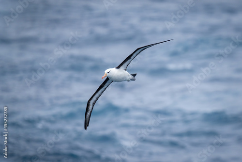 Black-browed albatross glides with wings positioned diagonally photo