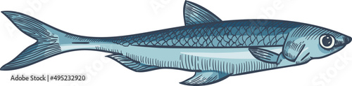 Anchovy Fish Colored Hand Drawn Illustration