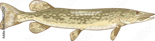 Pike Fish Colored Hand Drawn Illustration