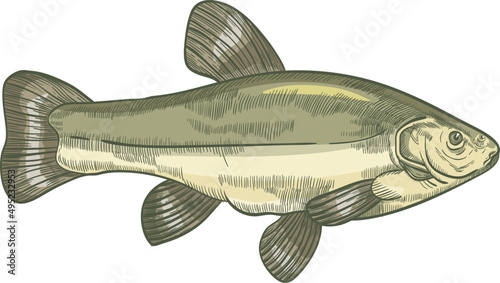 Tench Fish Colored Hand Drawn Illustration