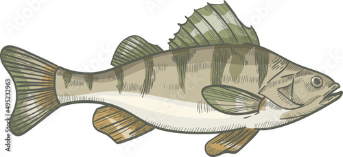 Perch Fish Colored Hand Drawn Illustration photo