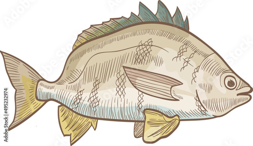 Bream Fish Colored Hand Drawn Illustration