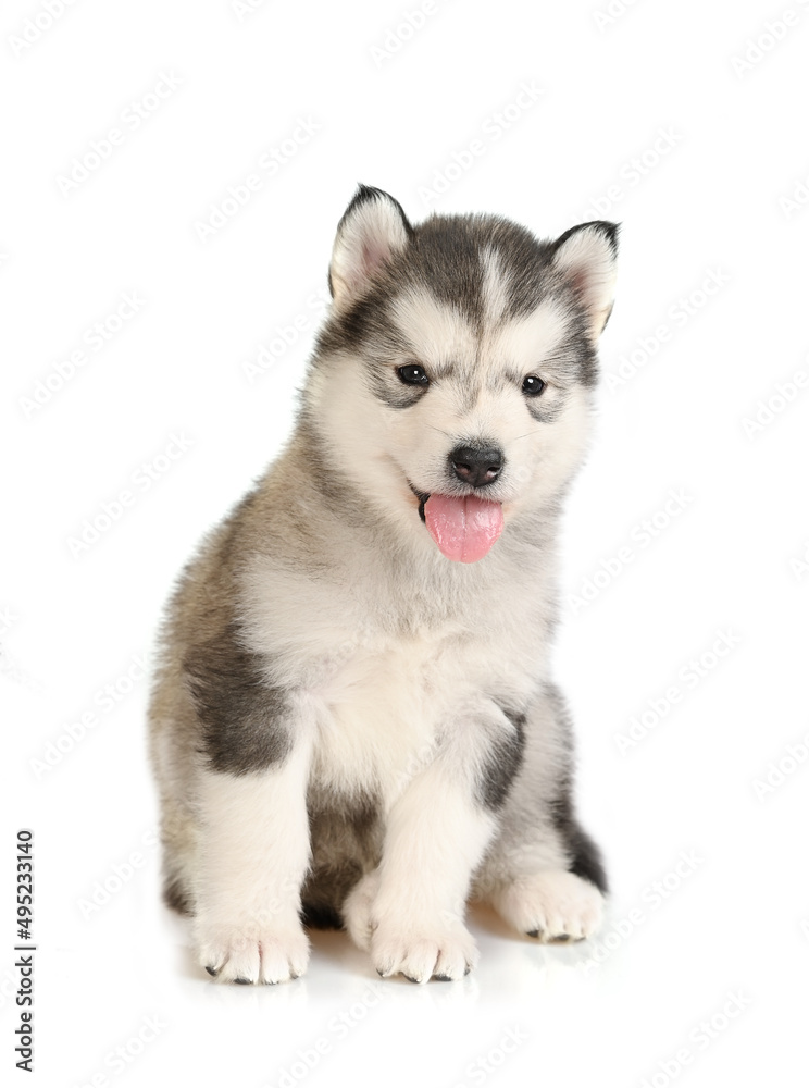 Cute Alaskan Malamute puppy sitting isolated on a white background