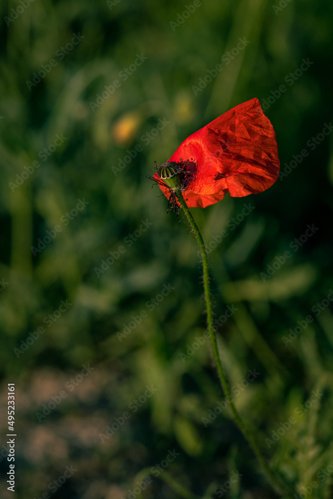 Obraz premium red poppy on a green background