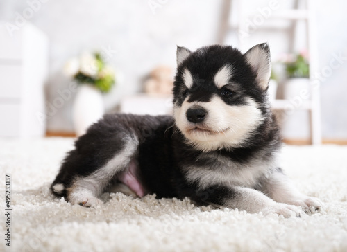 Black and white Alaskan Malamute puppy lying on the carpet in the room
